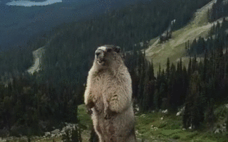 Гифка суслик кричит скачать