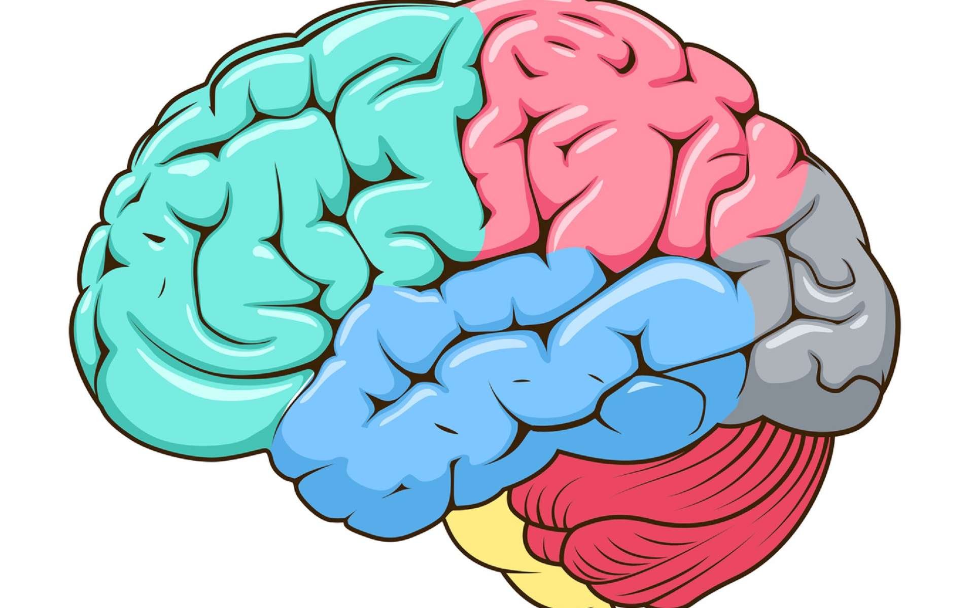 Нейропсихология мозг