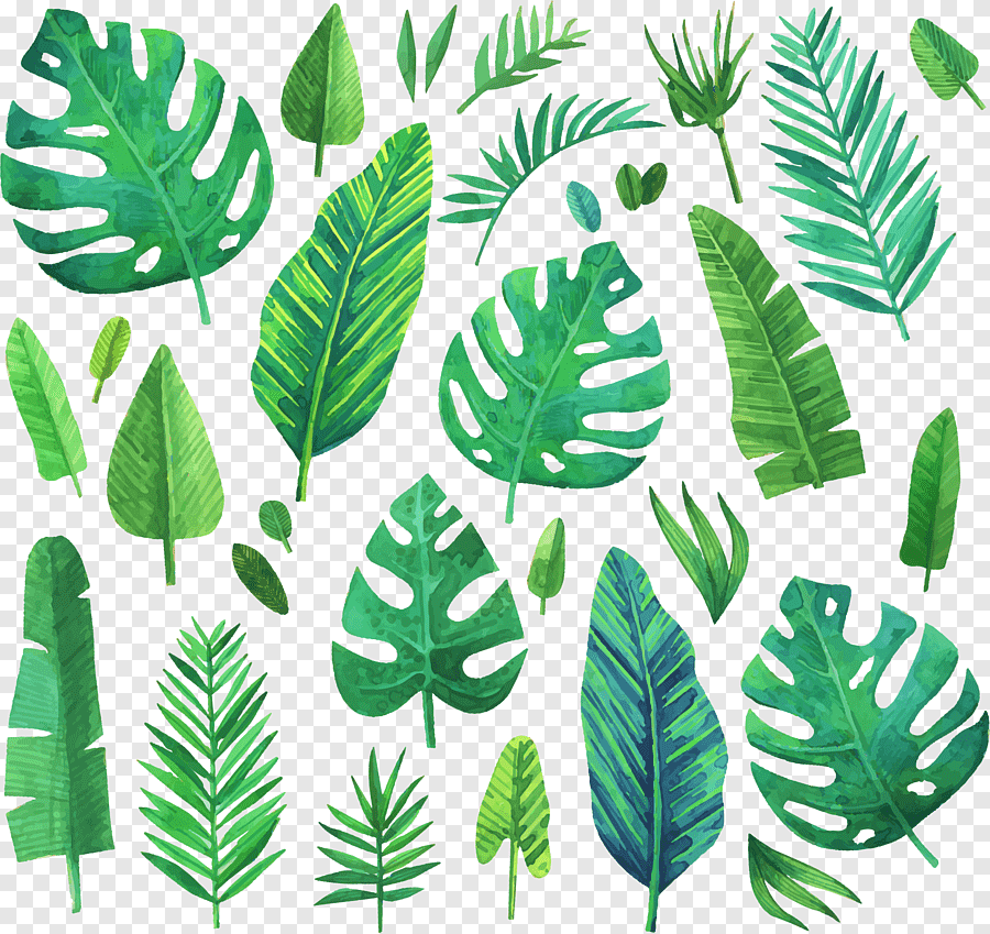 Листья тропических растений