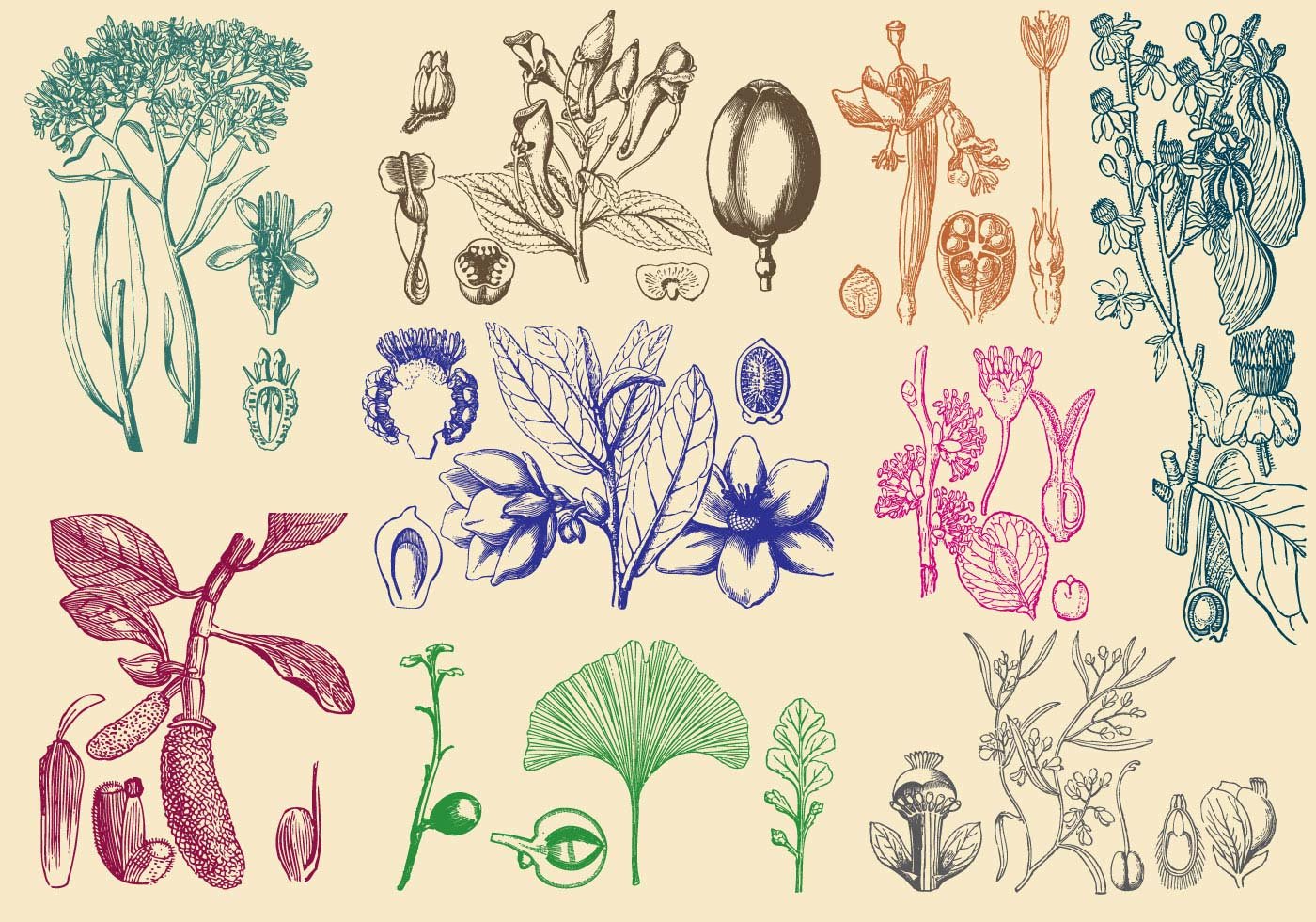 Стилистические рисунки растений