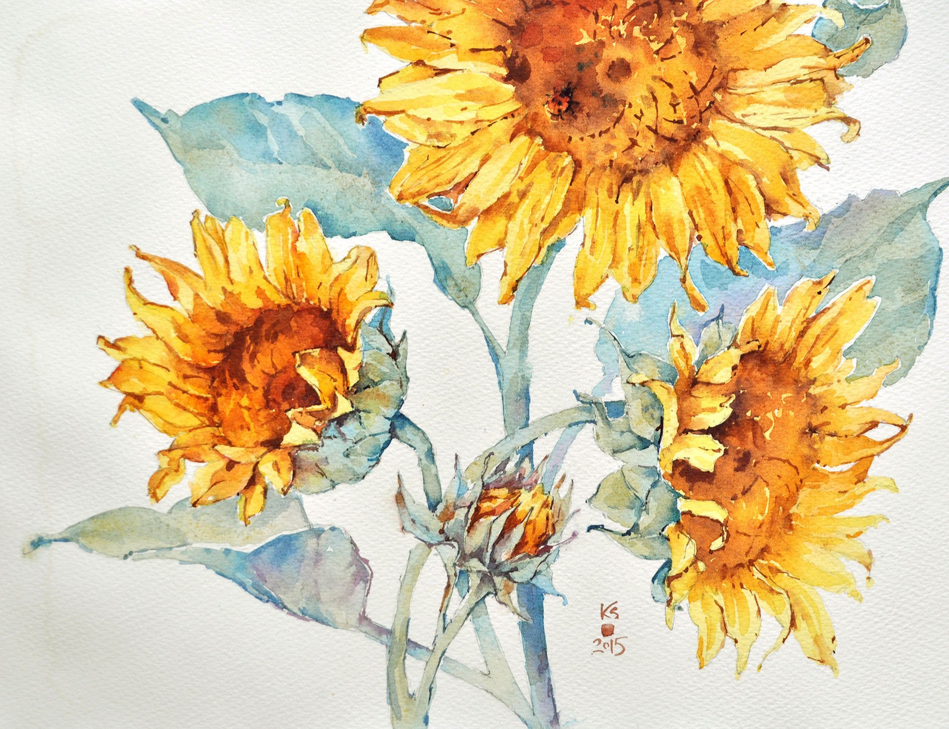 Подсолнух рисунок акварелью (49 фото) скачать бесплатно
