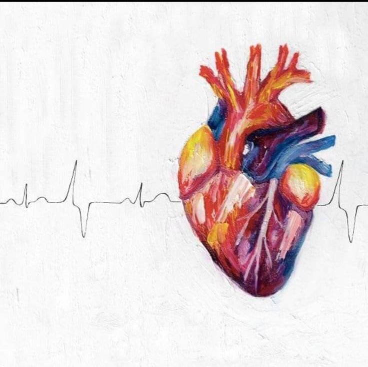 Анатомическое сердце и ЭКГ