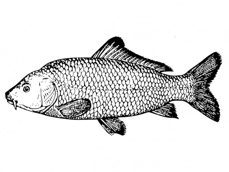 Рыбка с лампочкой