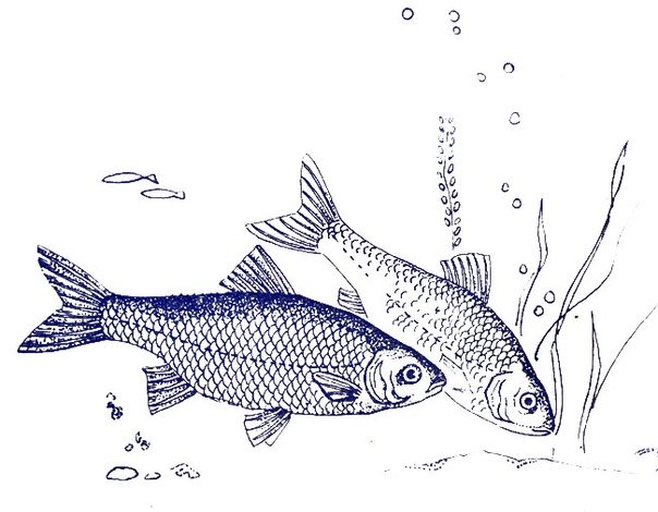 Рисунка рыба и водоросли Выжигание