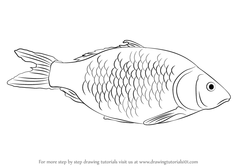 Голова рыбы рисунок карандашом