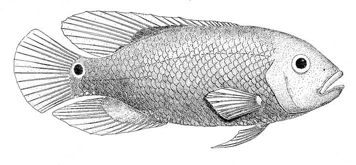 Зарисовки рыб карандашом