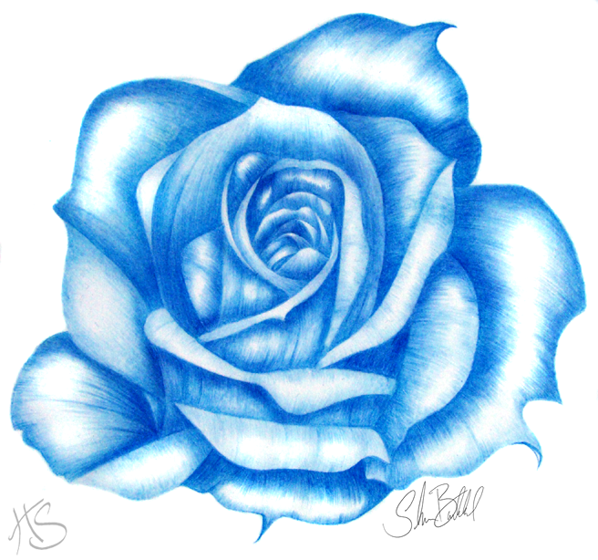 Синяя роза карандашом