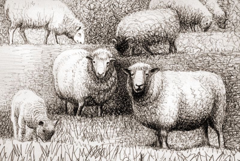 Рисование овцы