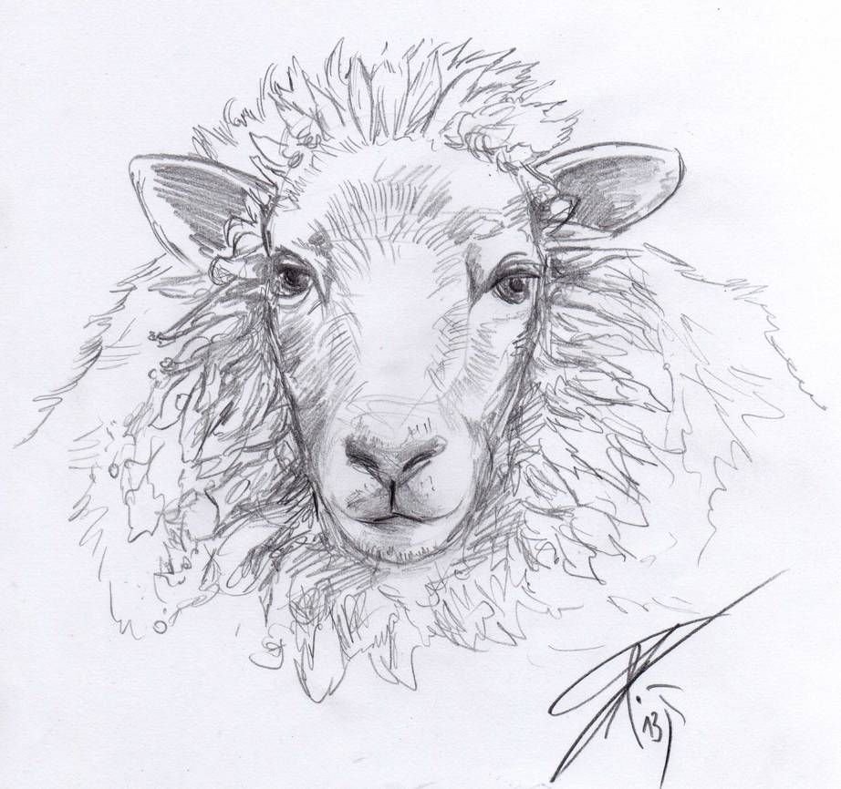 Овца карандашом