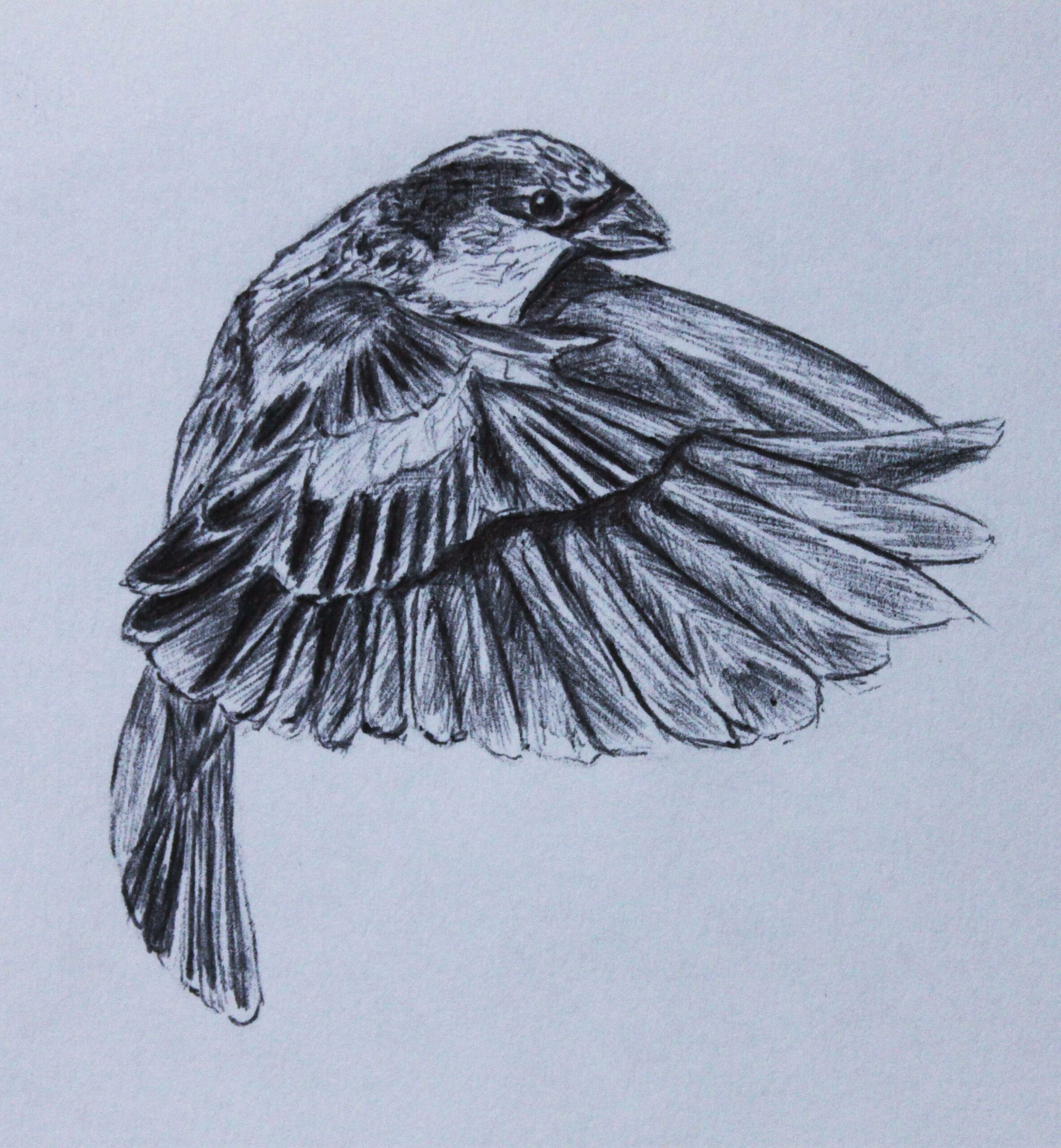 Птица черной ручкой