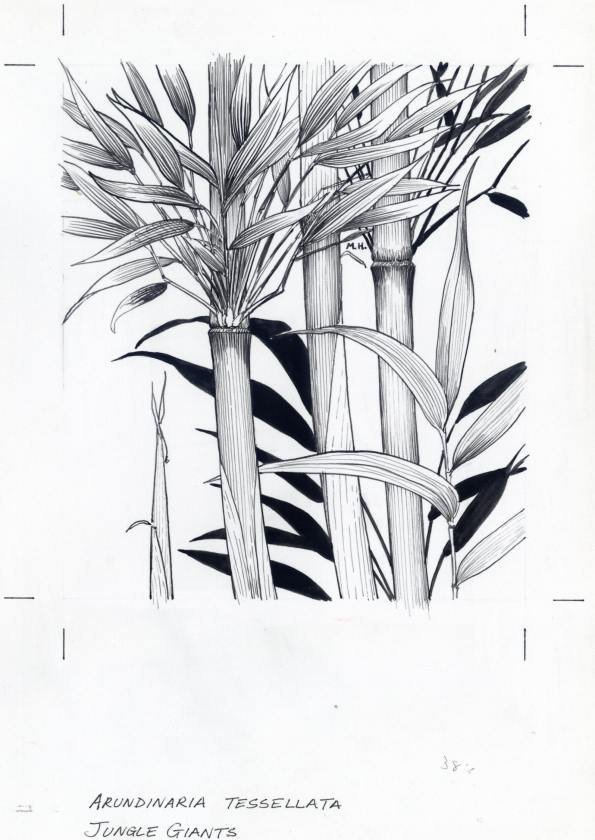 Бамбук гелевой ручкой