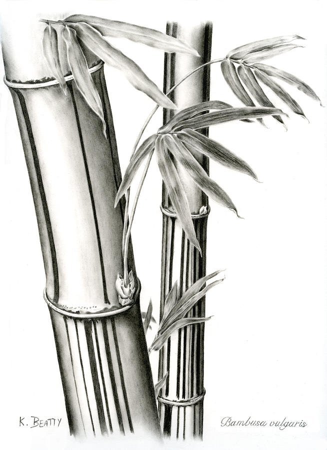 Бамбук рисунок карандашом