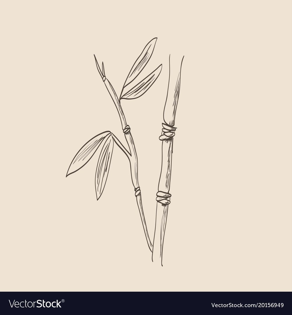 Бамбук черно ручкой
