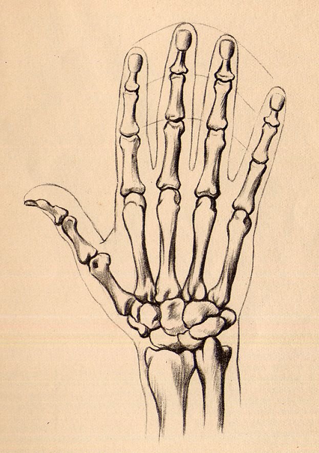 Кости руки скелет