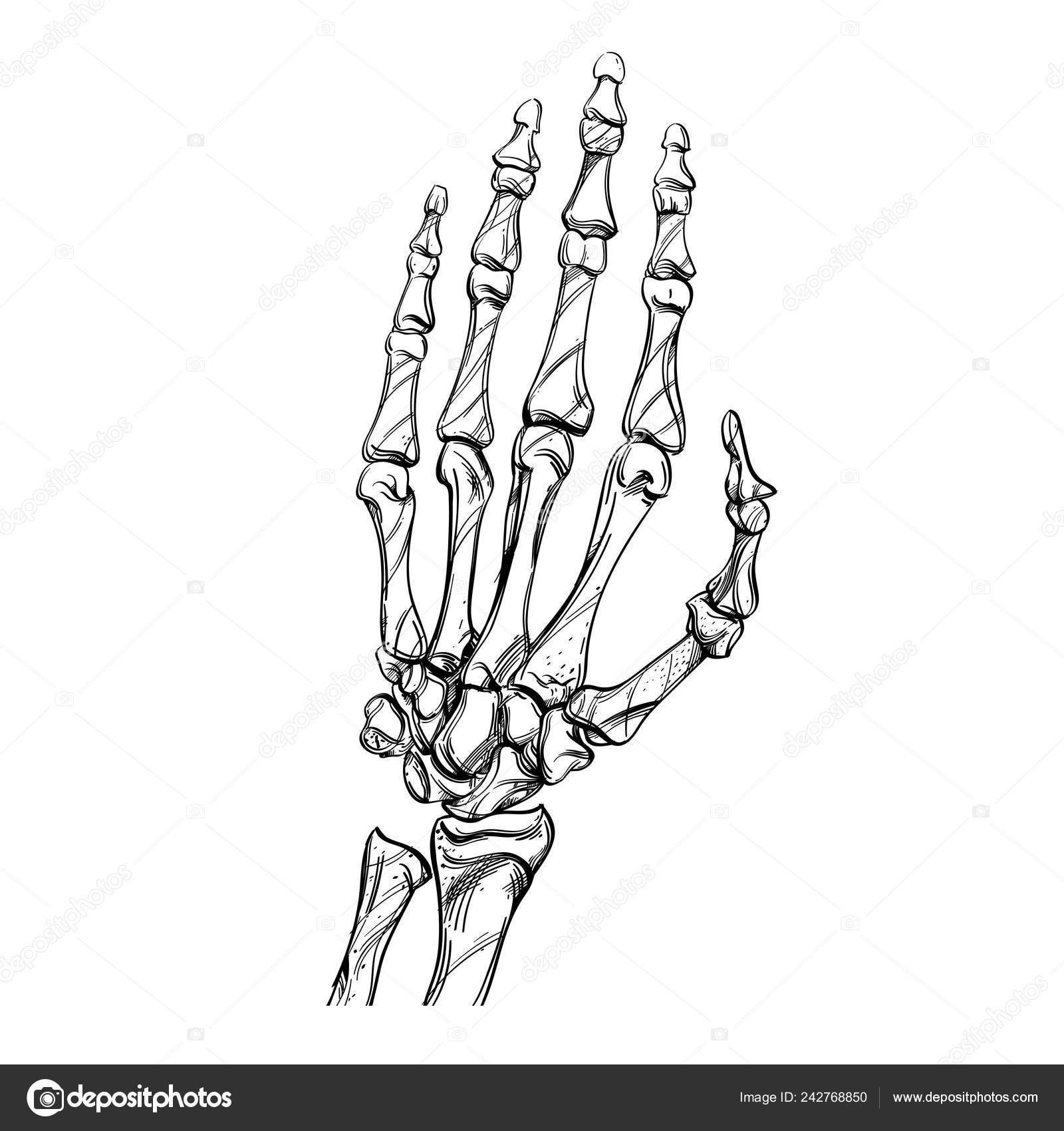 Левая рука скелета