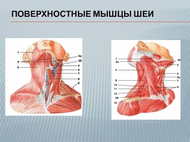 Мышцы шеи рисунок (47 фото) скачать бесплатно