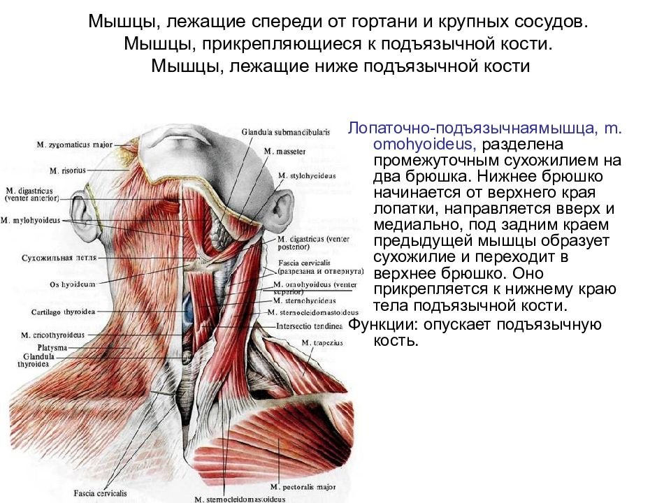Мышцы шеи рисунок (47 фото) скачать бесплатно