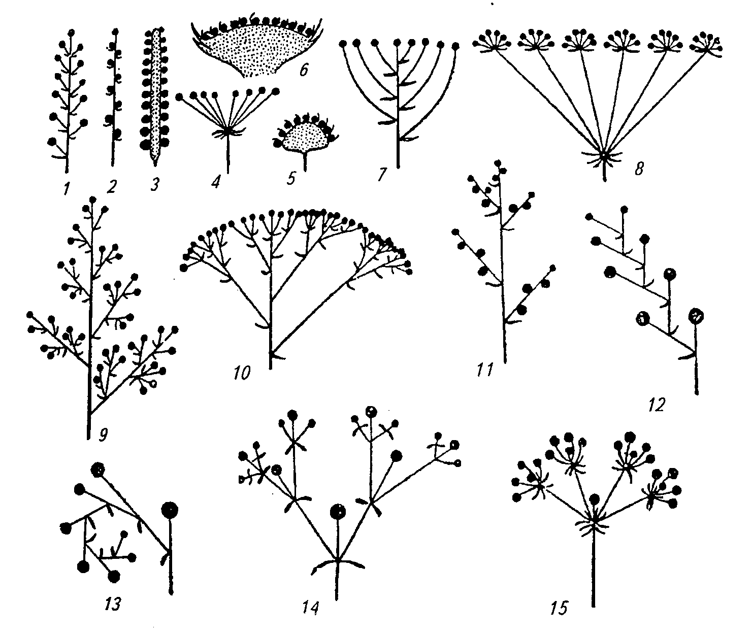 Соцветия растений моноподиальные