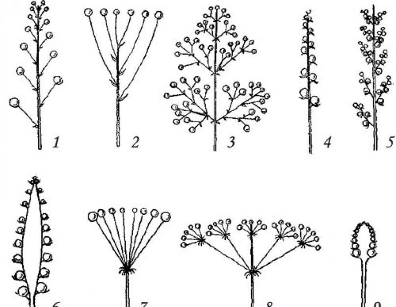 Соцветия рисунок (46 фото) скачать бесплатно