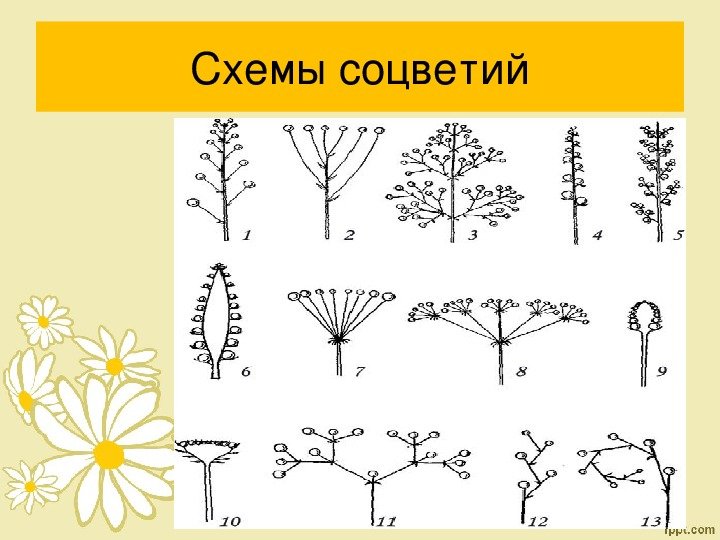 Сложные соцветия картинки