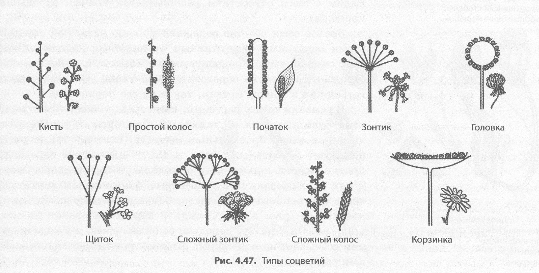 Схема соцветий цветковых растений