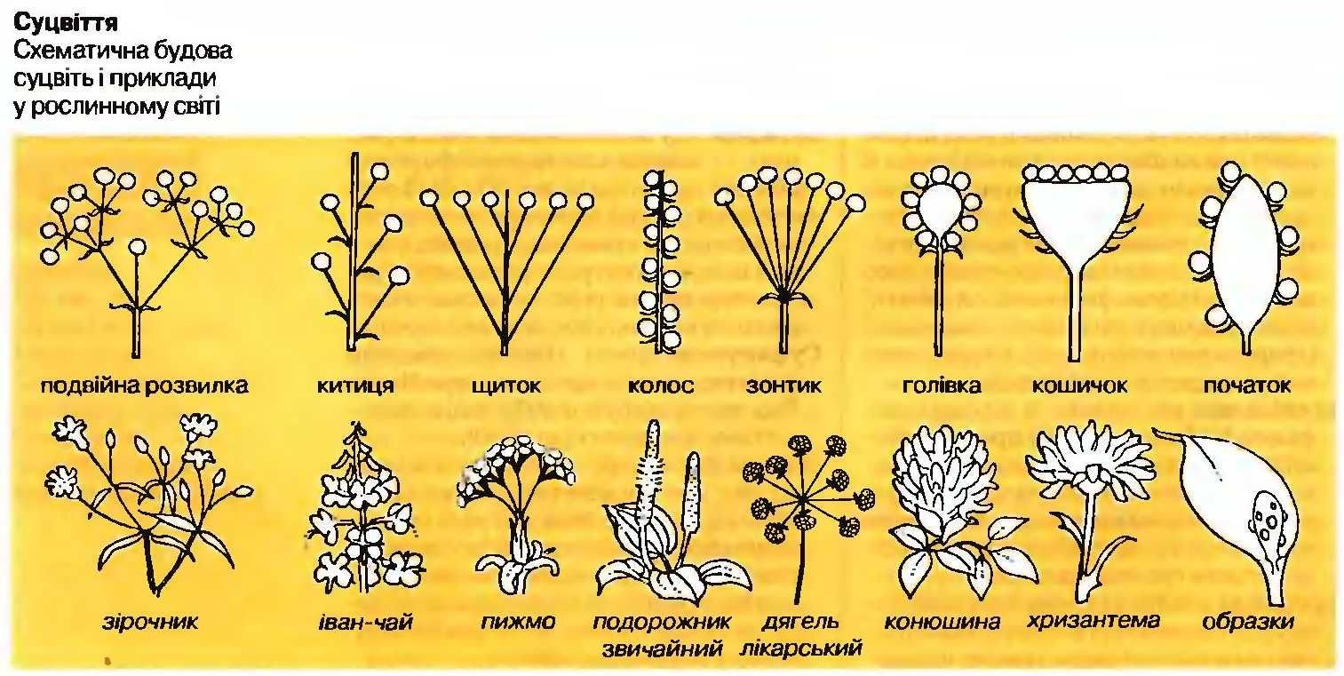 Нарисуйте схемы типов соцветий покрытосеменных растений