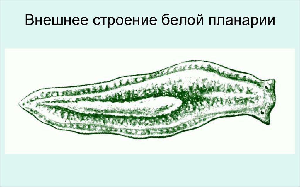 Рисунок планарии (48 фото) скачать бесплатно