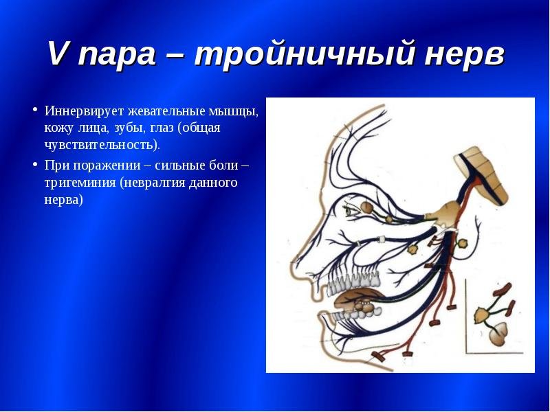Тройничный нерв рисунок (49 фото) скачать бесплатно