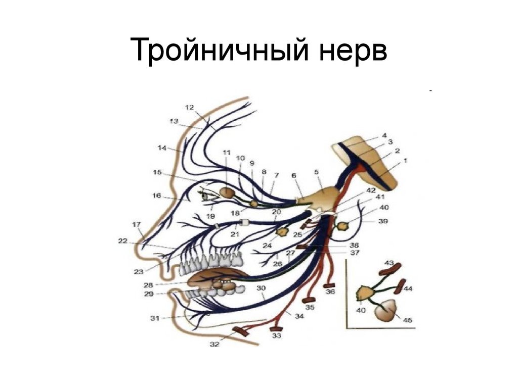 Тройничный нерв рисунок (49 фото) скачать бесплатно