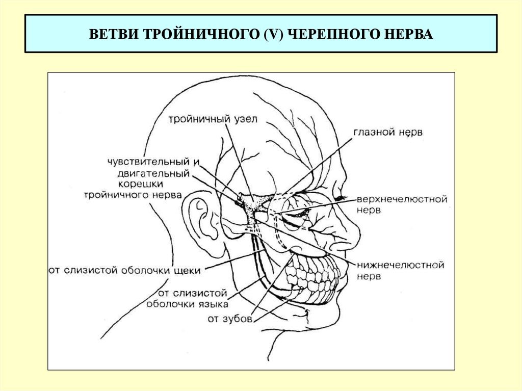 Тройничный нерв рисунок (49 фото) скачать бесплатно