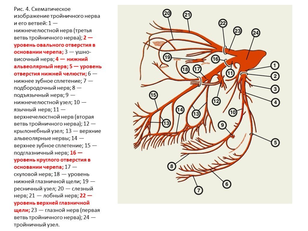 Тройничный нерв рисунок (49 фото) скачать бесплатно