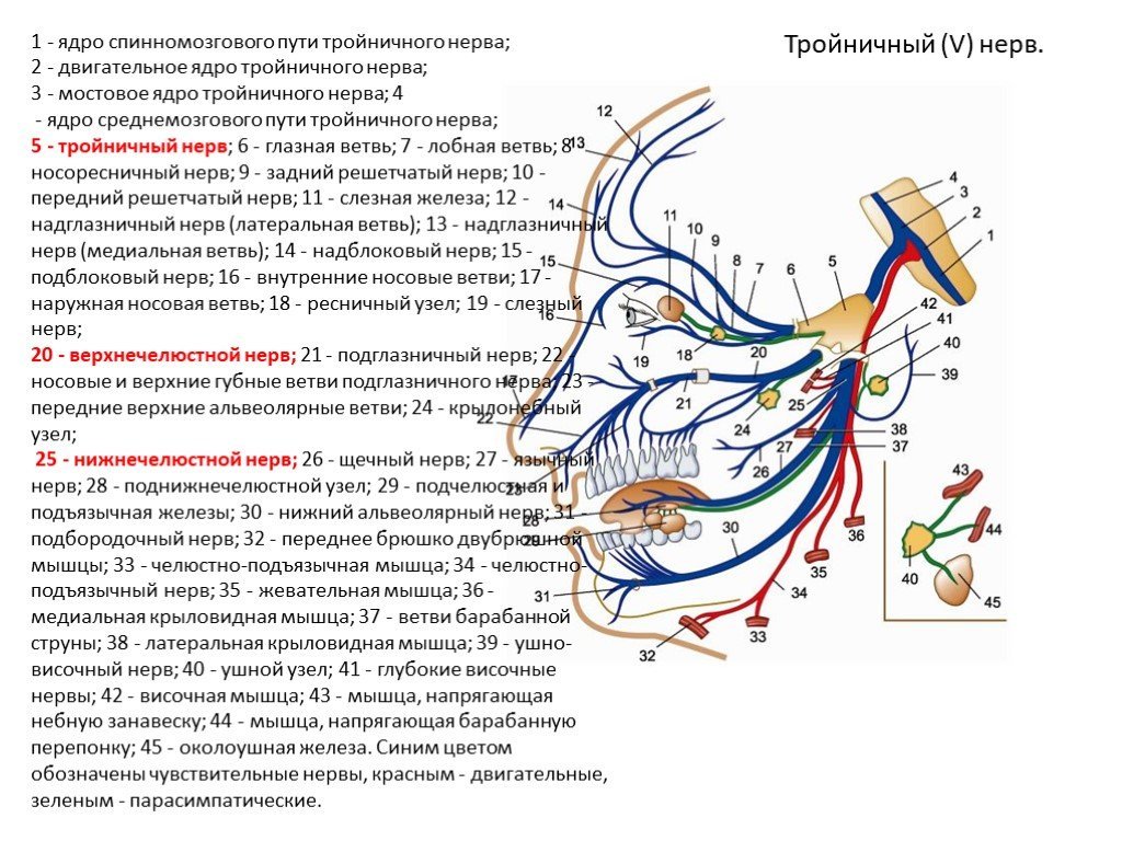 Тройничный нерв рисунок (49 фото) скачать бесплатно