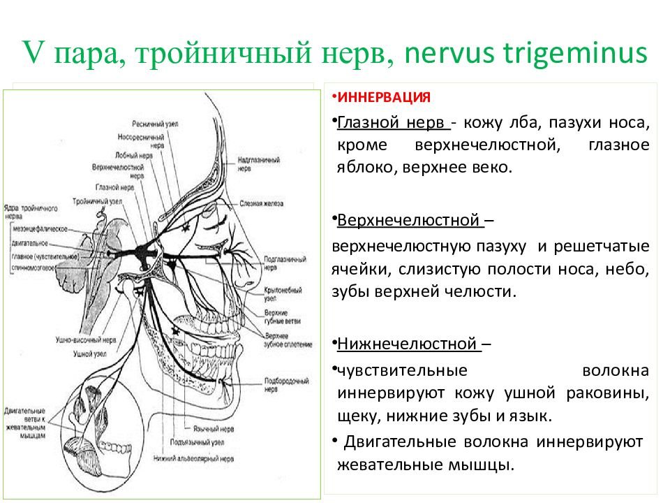 Тройничный нерв рисунок (49 фото) скачать бесплатно