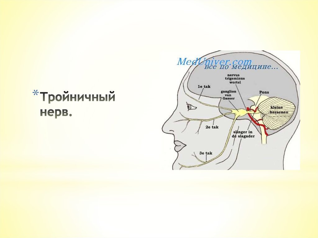 Тройничный нерв рисунок (49 фото) скачать бесплатно