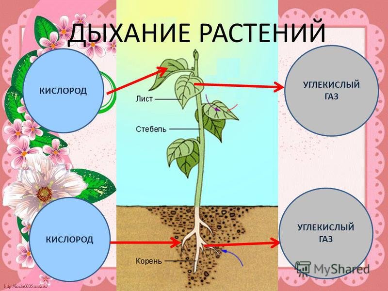 Процесс дыхания растений