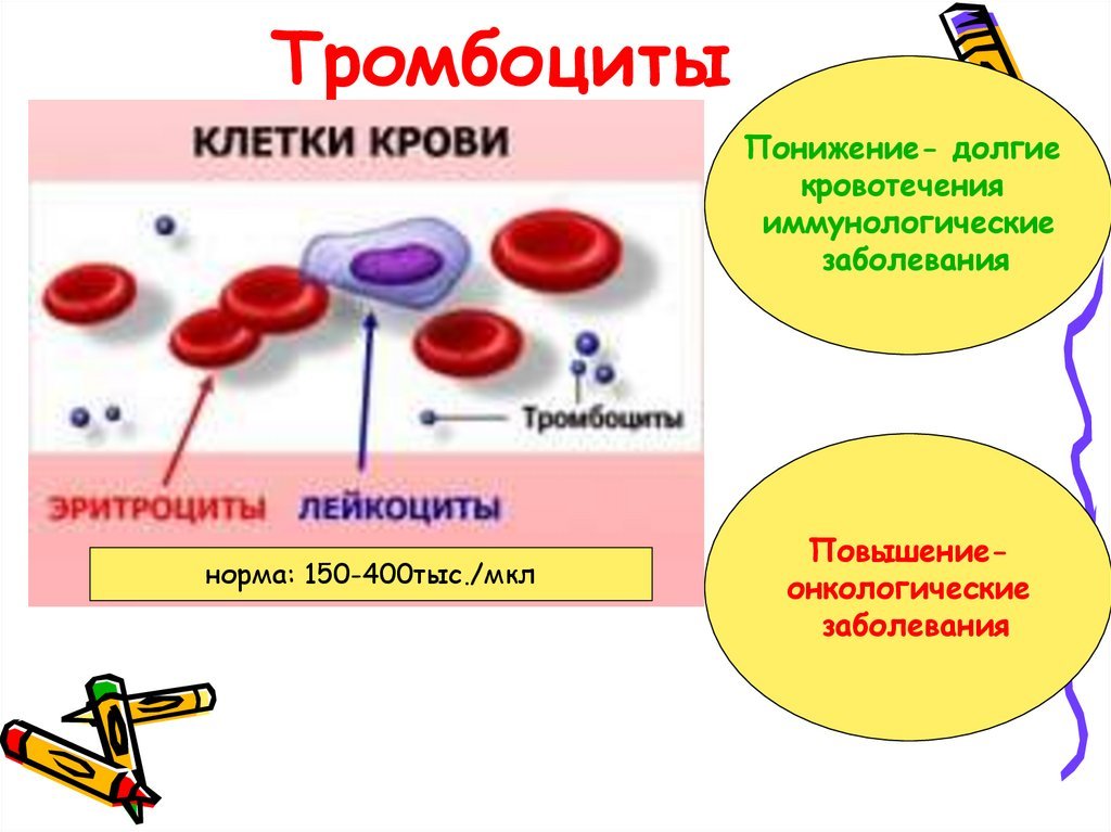 Тромбоциты человека рисунок (49 фото) скачать бесплатно