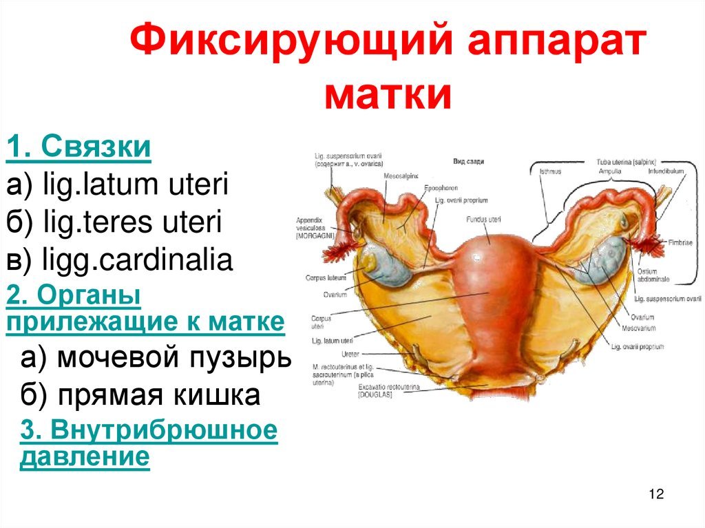 Матка рисунок анатомия (47 фото) скачать бесплатно