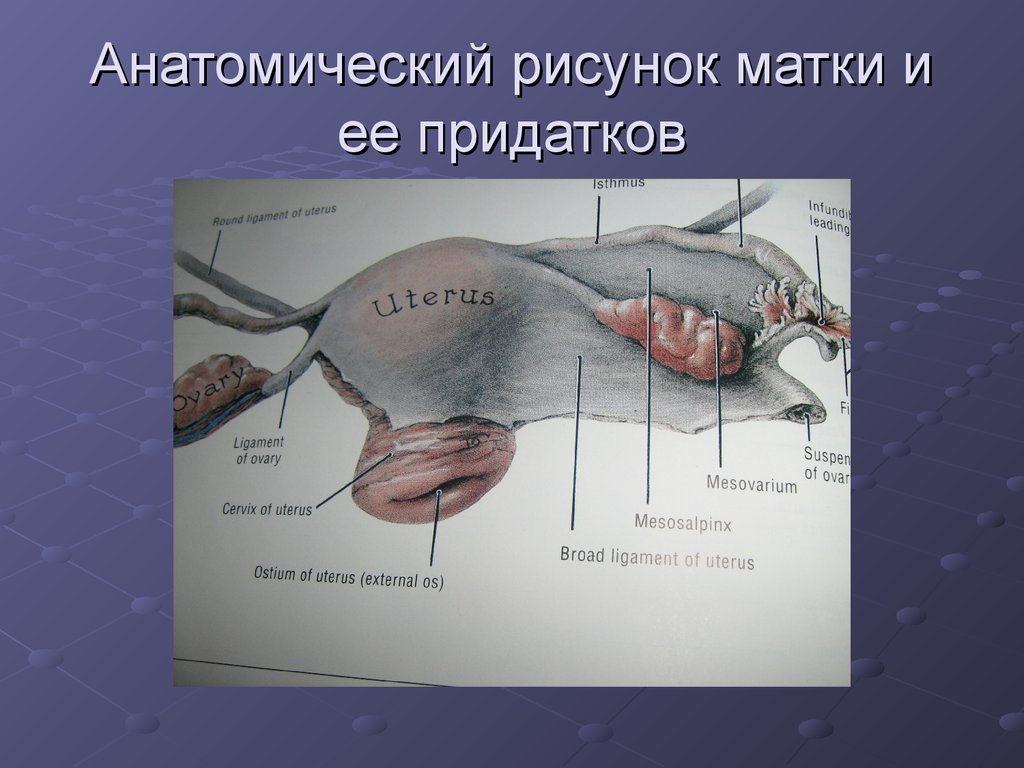Матка рисунок анатомия (47 фото) скачать бесплатно