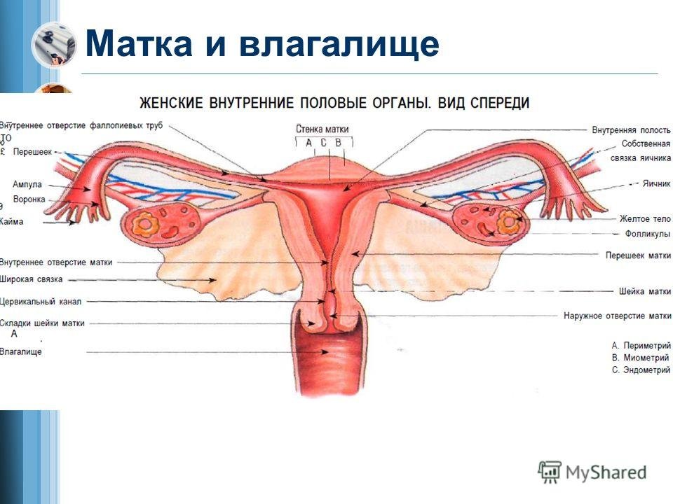 Матка рисунок анатомия (47 фото) скачать бесплатно