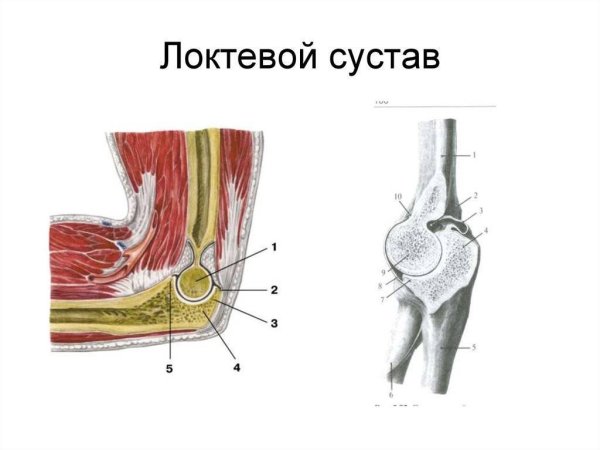 Как выглядит локоть человека