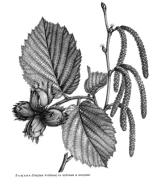 Рисунок лист орешника (44 фото) скачать бесплатно