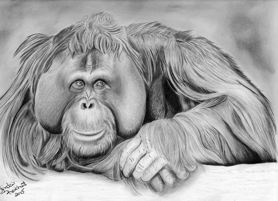 Орангутанг рисунок (46 фото) скачать бесплатно
