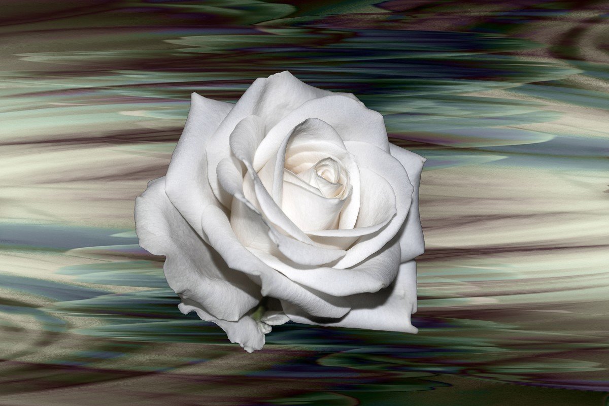 Белая роза рисунок