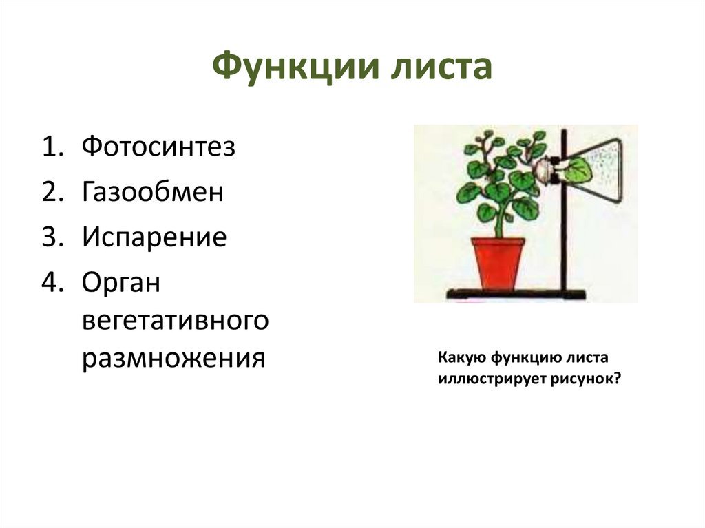 Процесс фотосинтеза рисунок (50 фото) скачать бесплатно