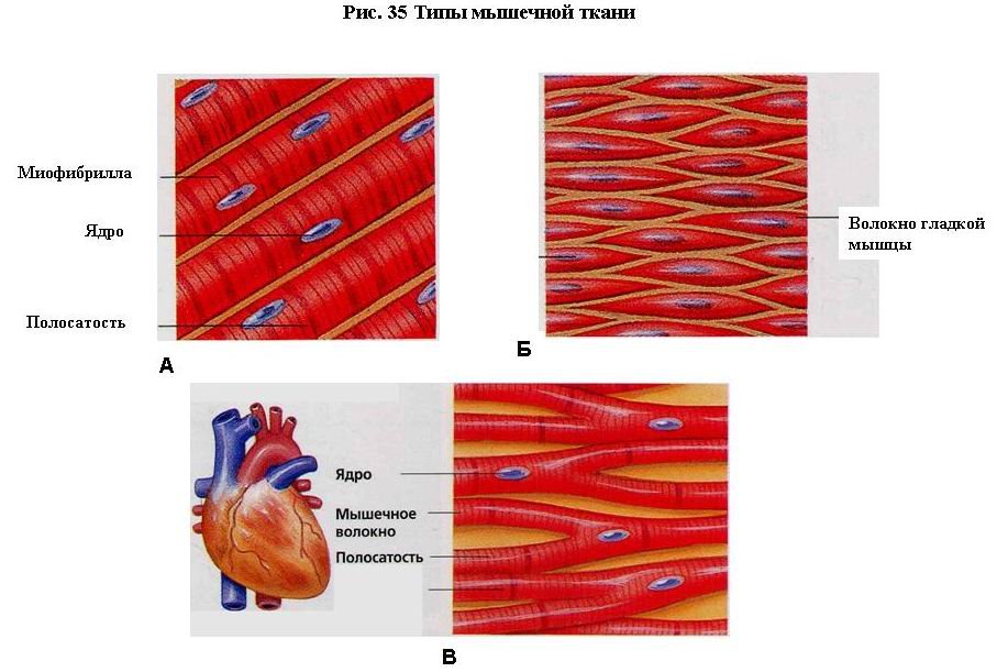 Сердечная мышца рисунок (47 фото) скачать бесплатно