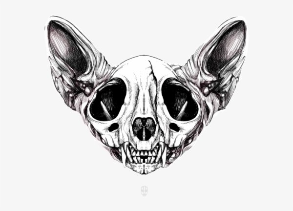 Череп кошки