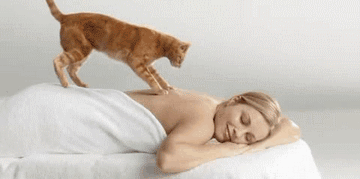 Гифка Кот делает массаж человеку