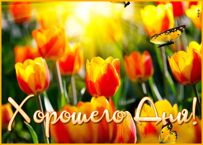 Красивая Весенняя картинка с пожеланием хорошего дня с тюльпанами и бабочками.