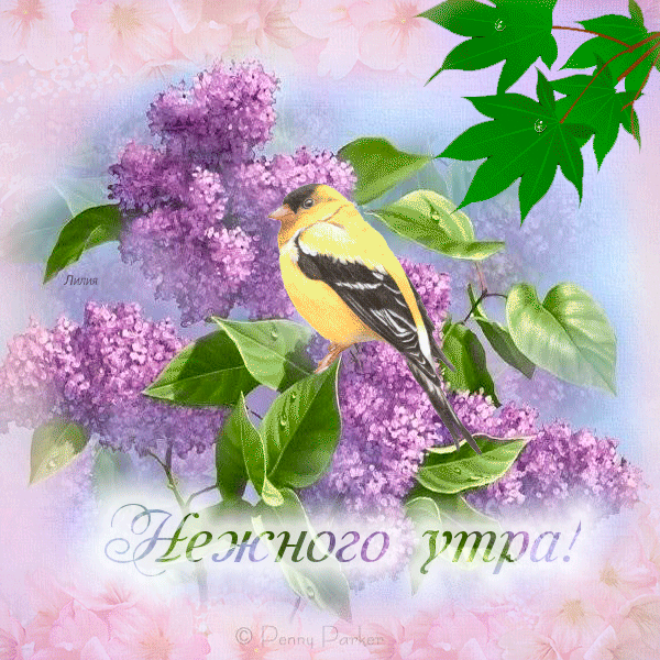 Доброго Весеннего утра и хорошего дня цветы