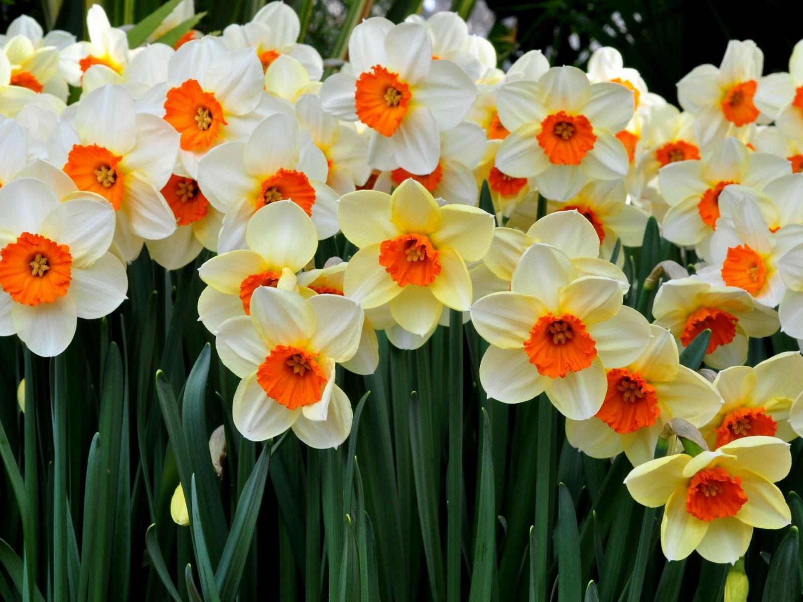 1600x1200 нарциссы, цветы, клумба, весна, настроение обои стандарт 4:3.